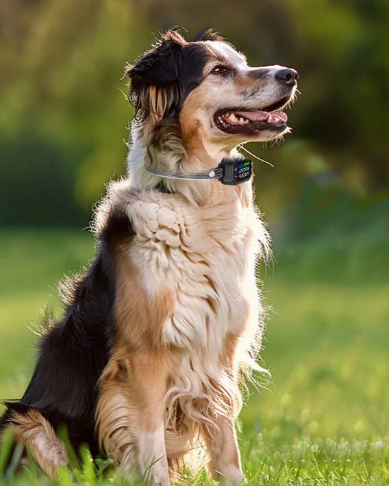 PawSensi™ GPS WIRELESS DOG FENCE